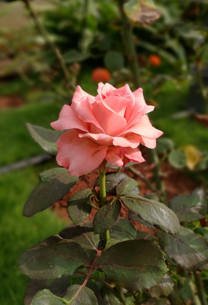 Rose