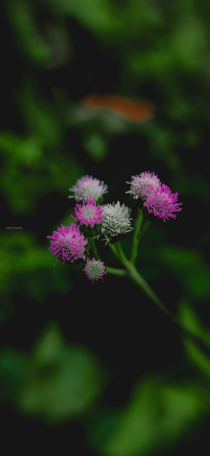 Flower Gram