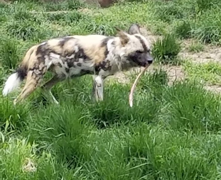 African Painted Dog