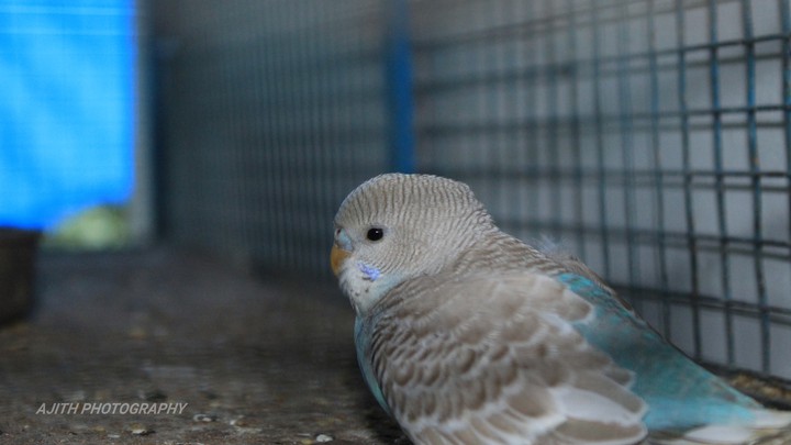 bird