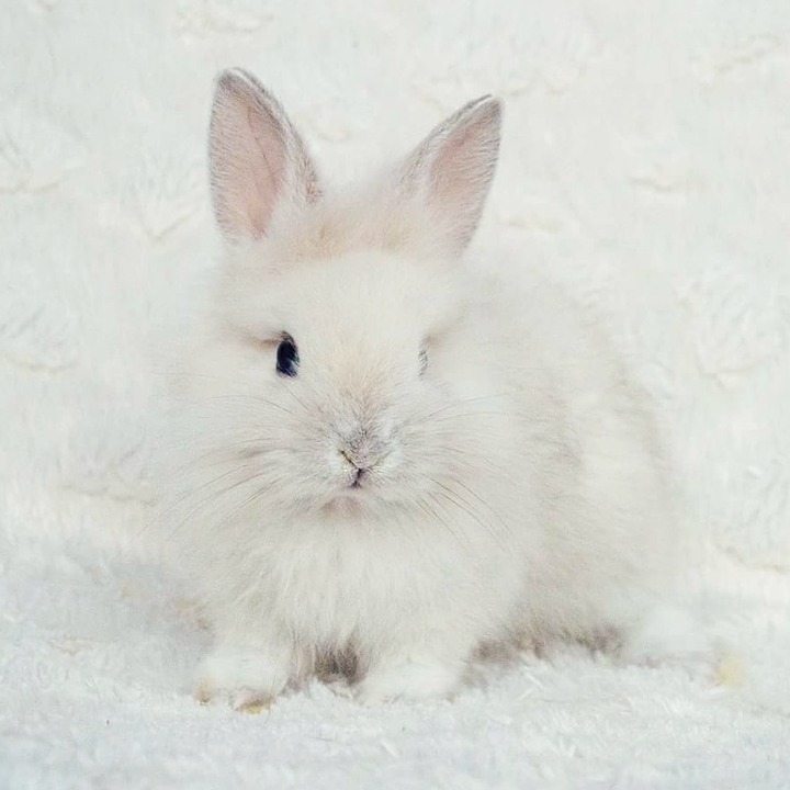 Cute bunny