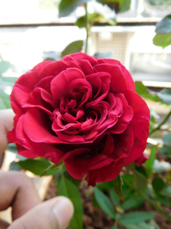 red rose