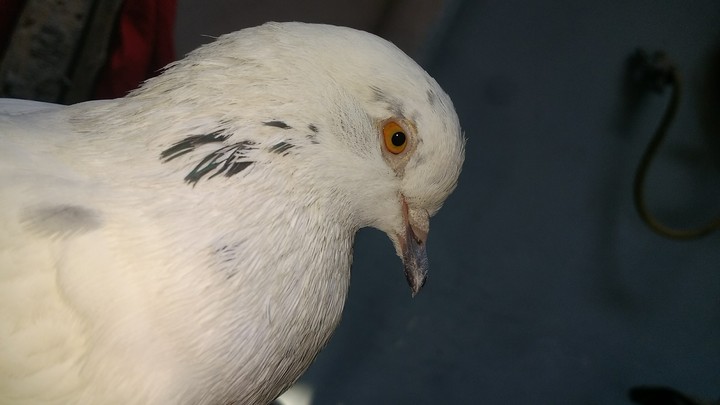pigeon