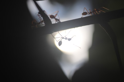 ants