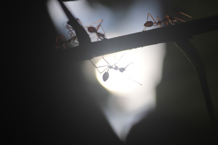 ants