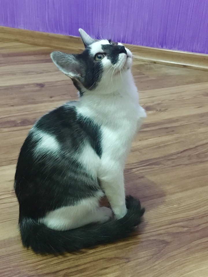 Fofura