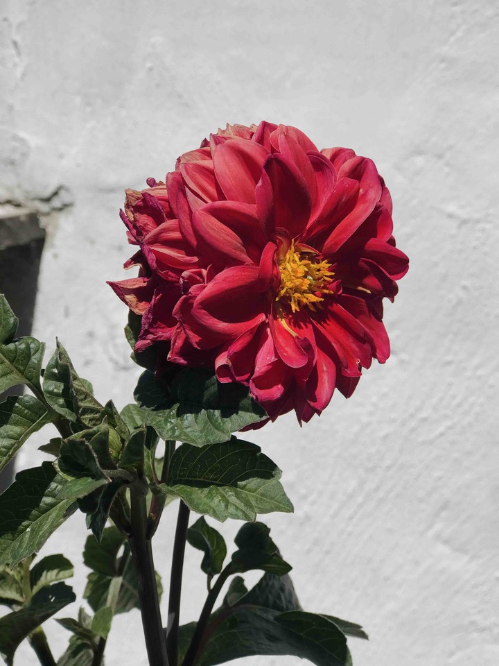 peony