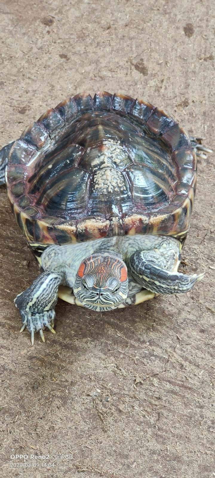 Tortoise
