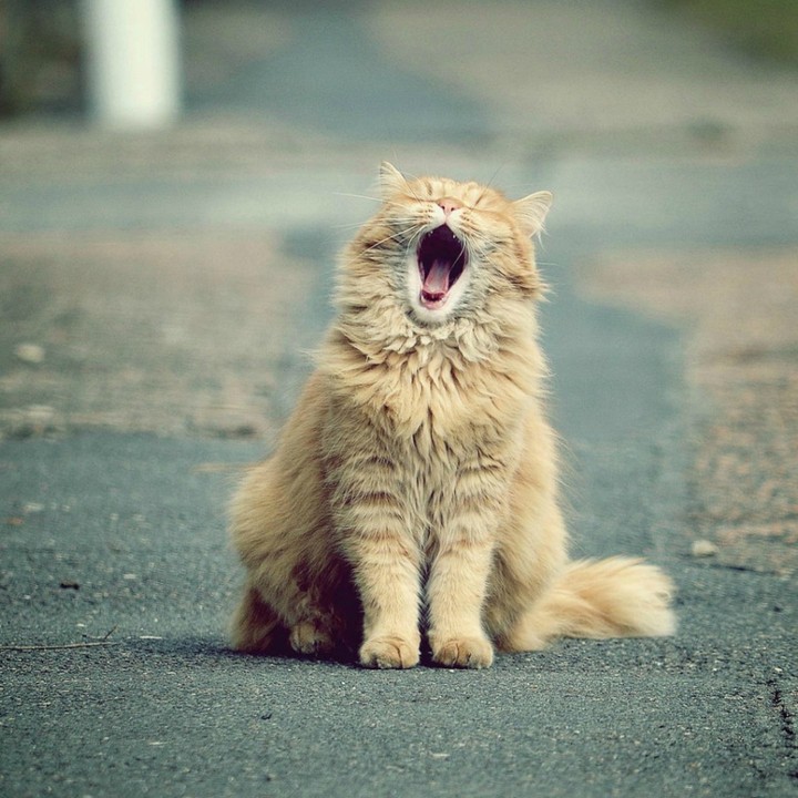 cat