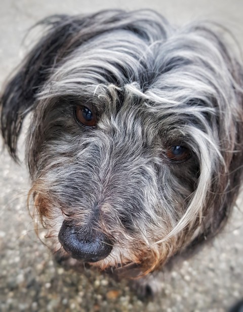 little Sally