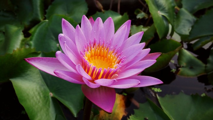 lotus
