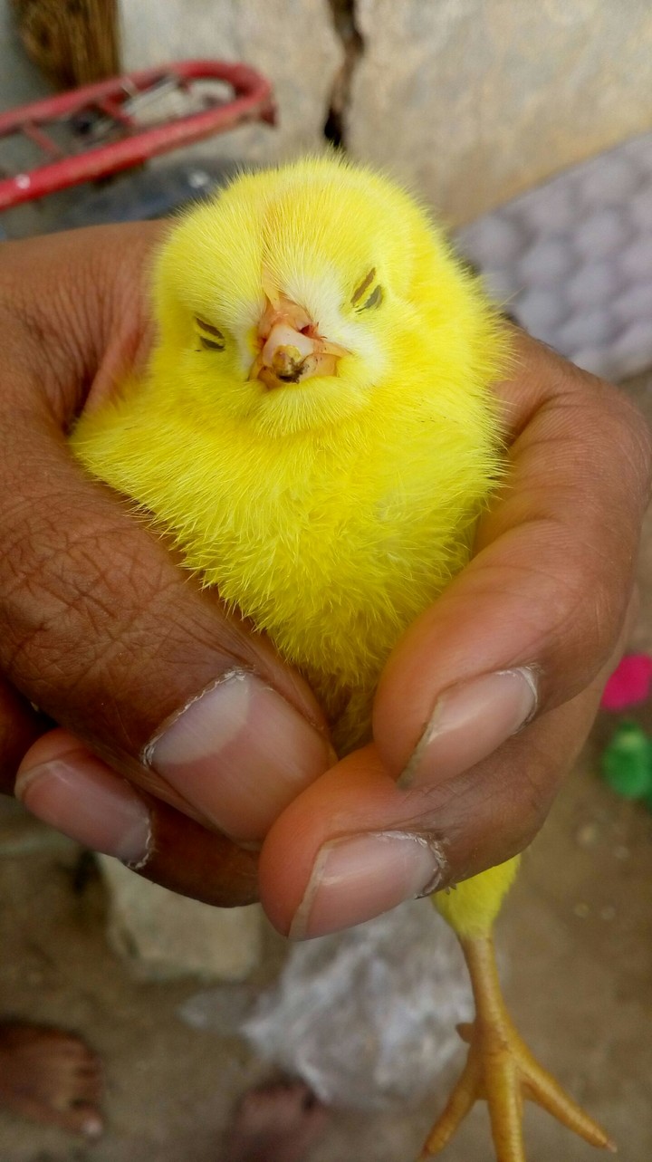 yellow chick