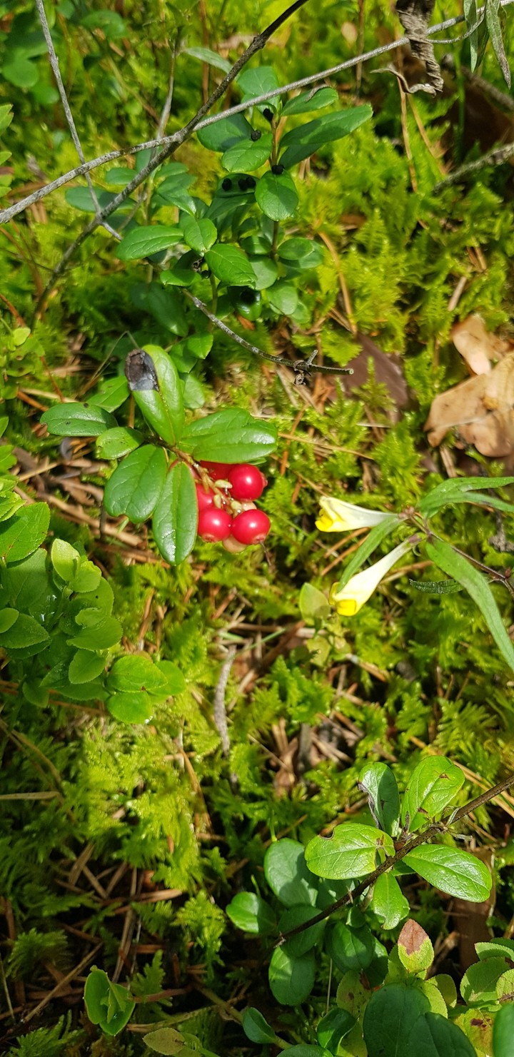 cowberry