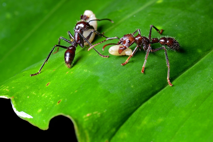 bullet ant