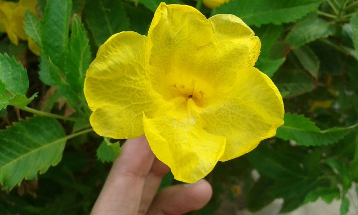yellow flower