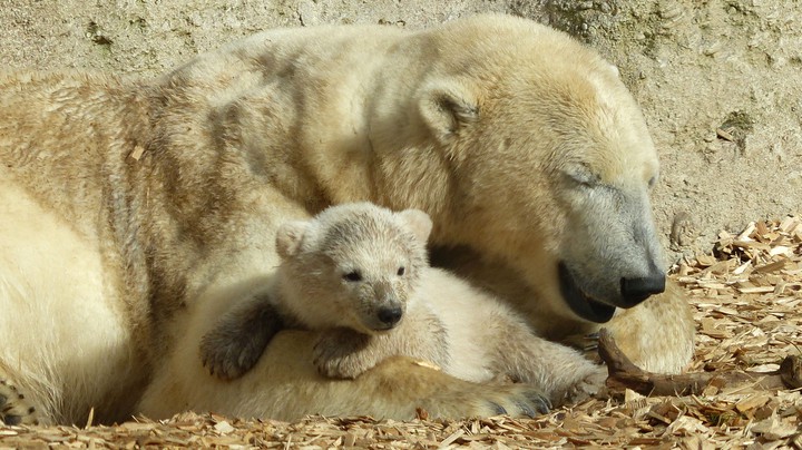 Tierpark Hellabrunn 2014