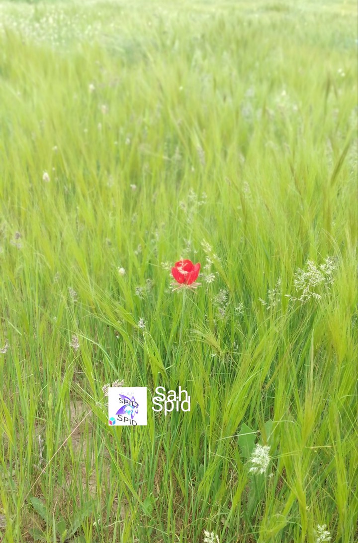 بهار spring