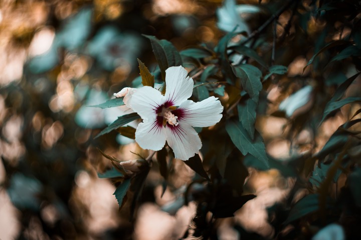 White Flower