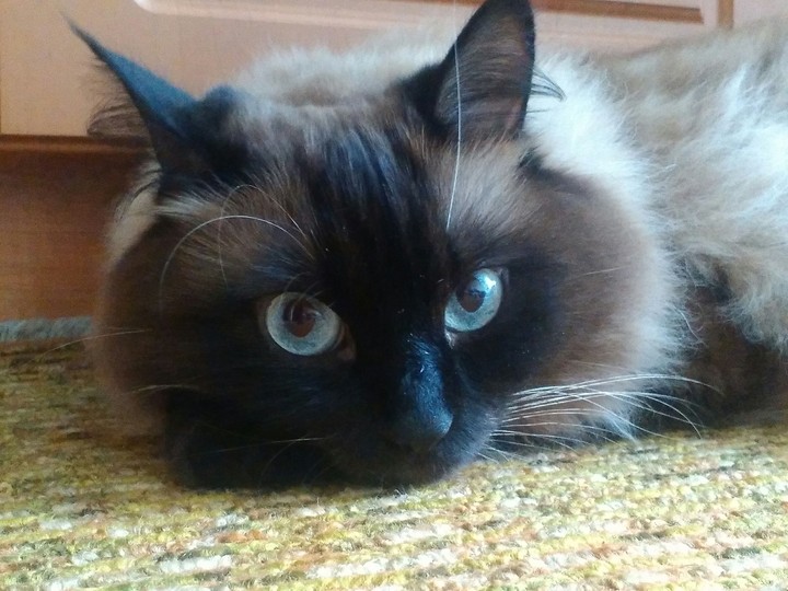 Kat