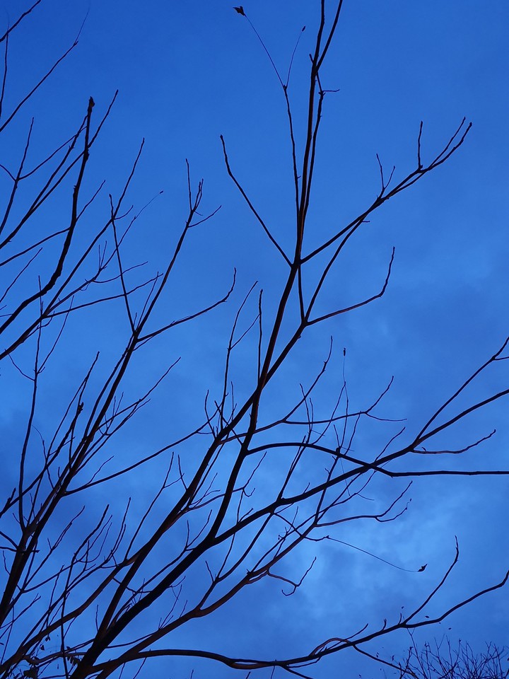The tree in darkness