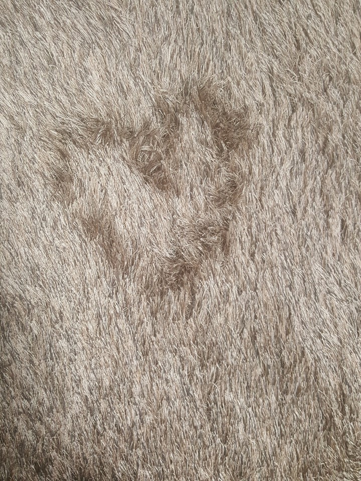 하트