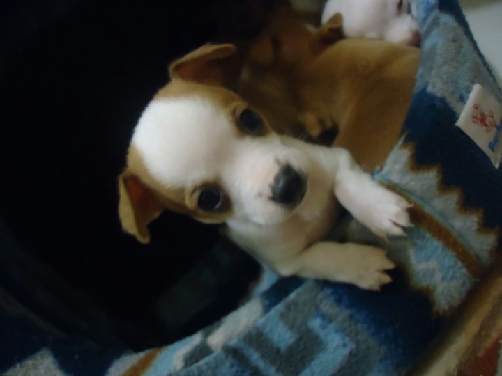 baby
