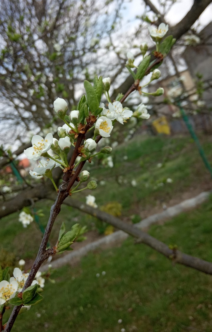 Wiosna