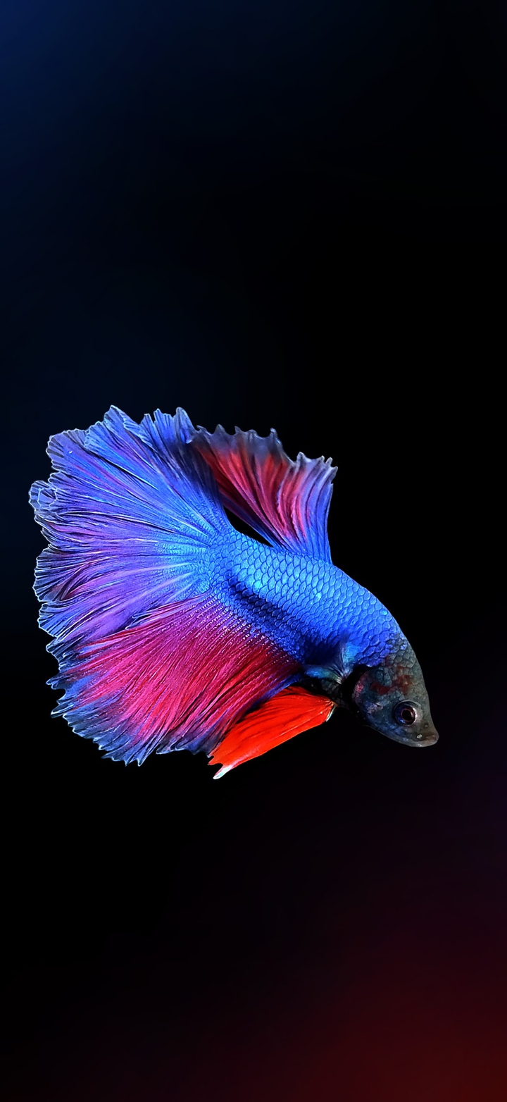 Betta