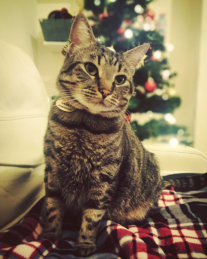 Sasha! Cat! Christmastree!