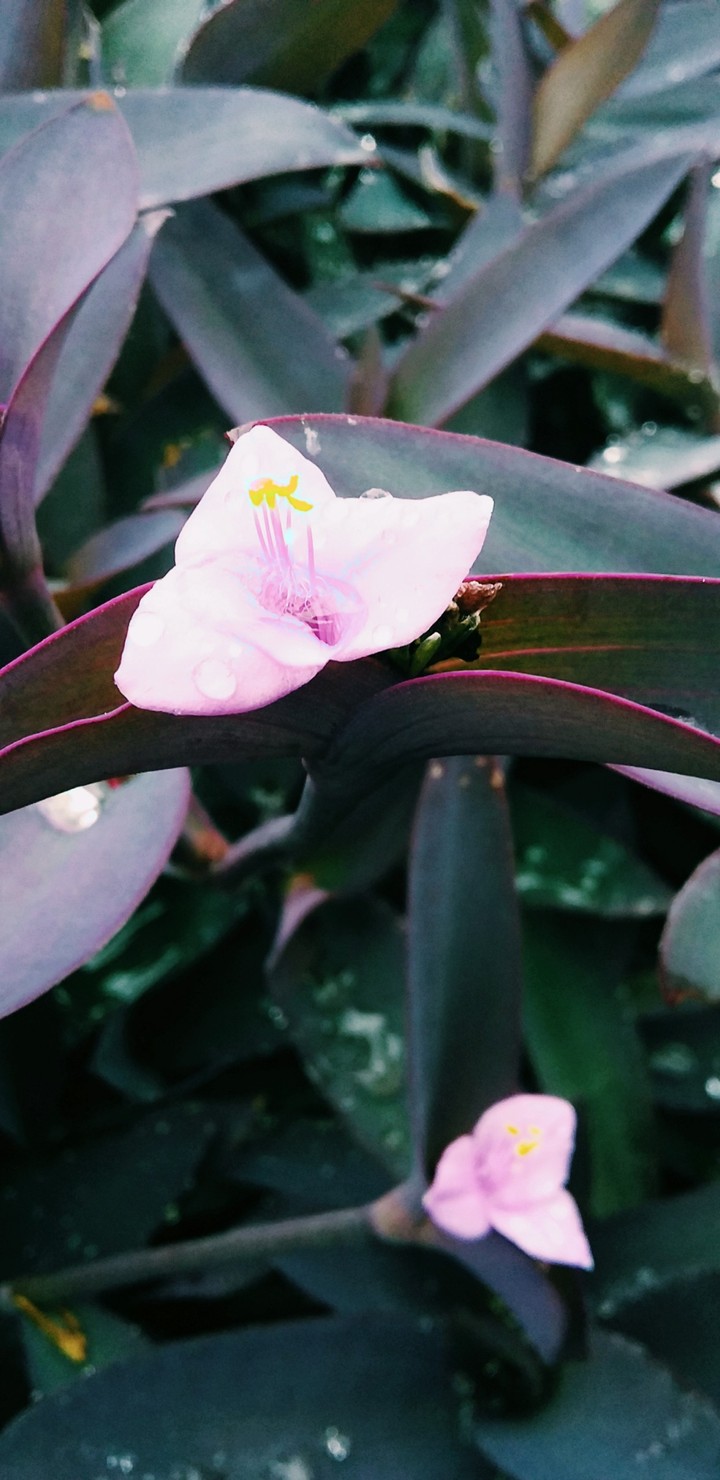 flor
