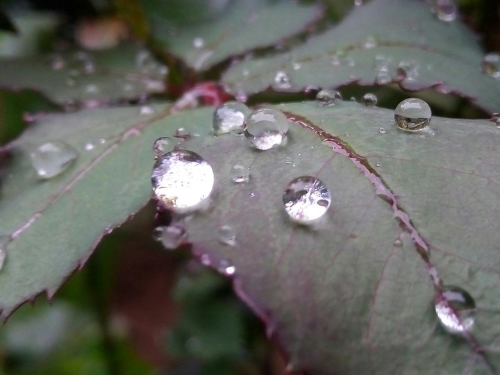 Dew drops