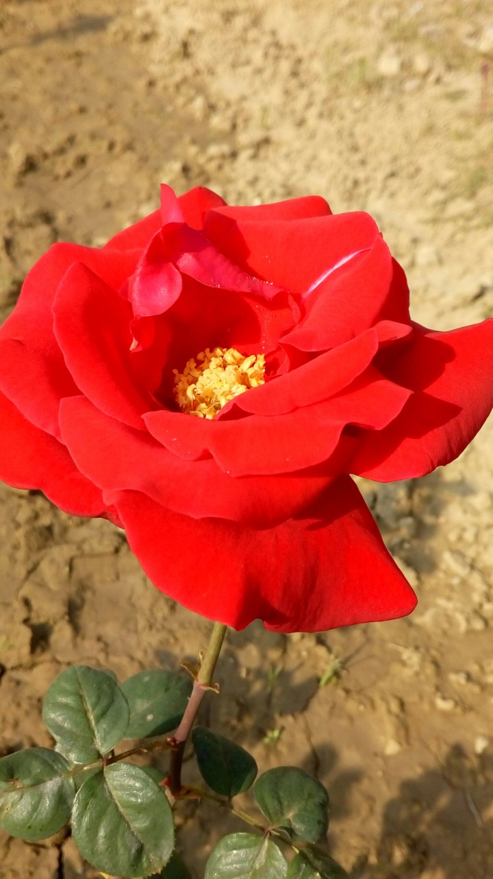 Red Rose