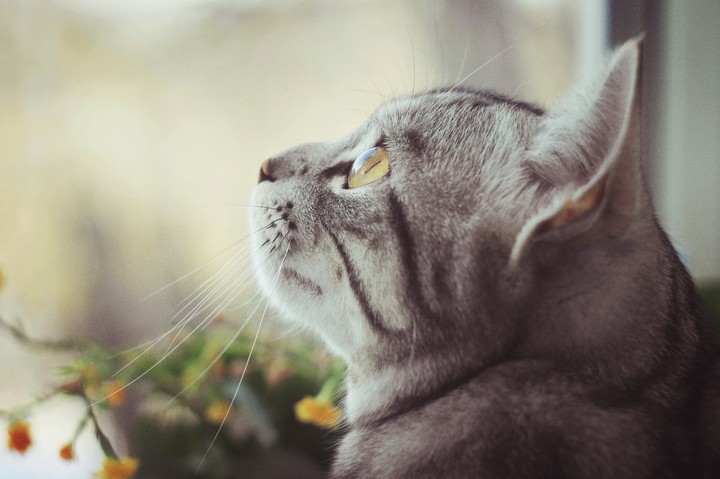 кот