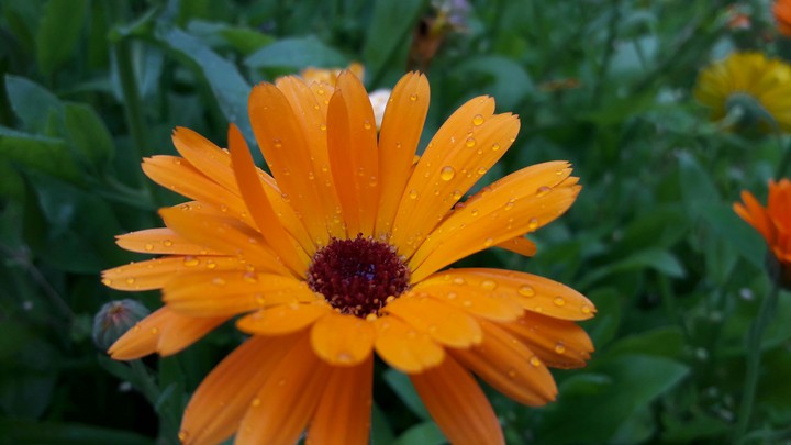 Orange flower