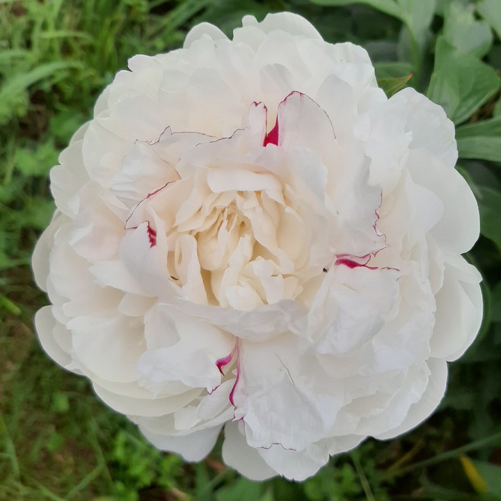 Wite