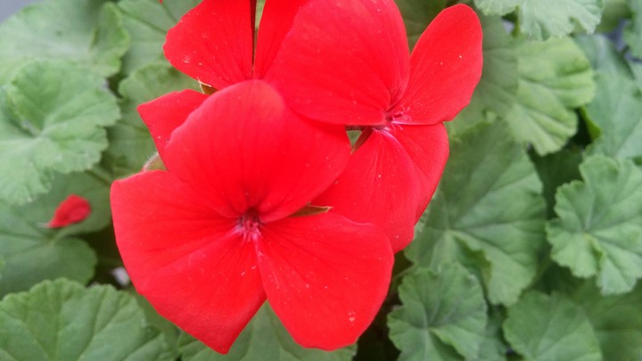 beautiful flower