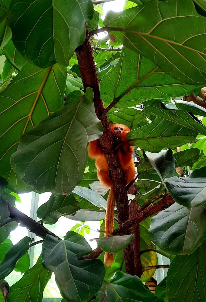 Lion Monkey