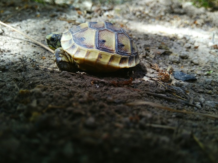 tortoise