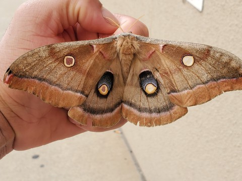 poly moth defense pose