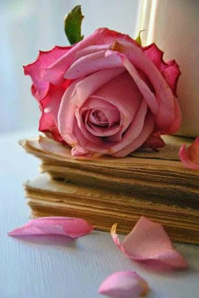 gn all friends 