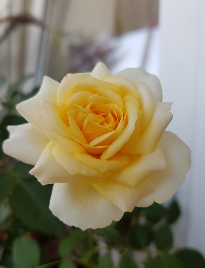 yellow rose