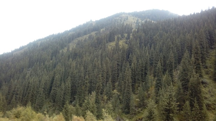 forest
