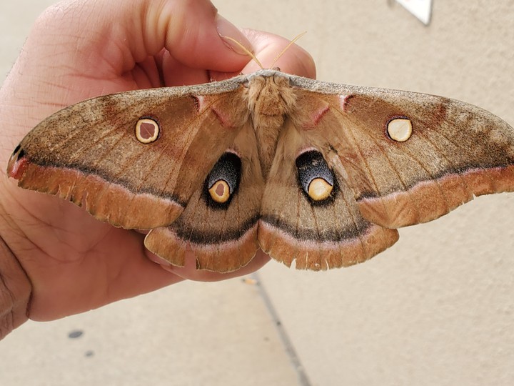 poly moth  defense pose