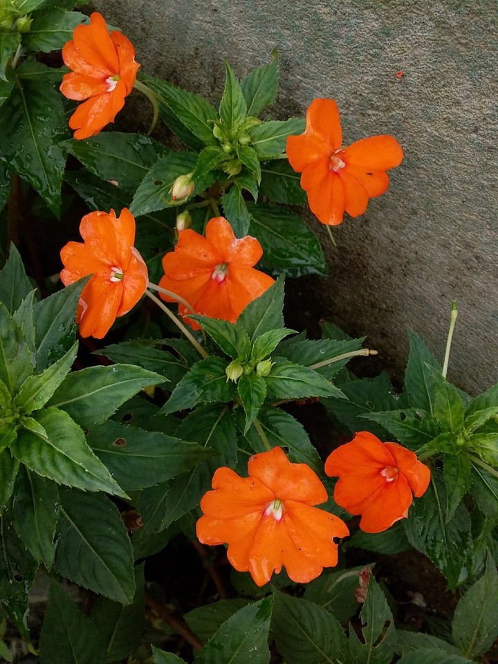 Flor Naranja