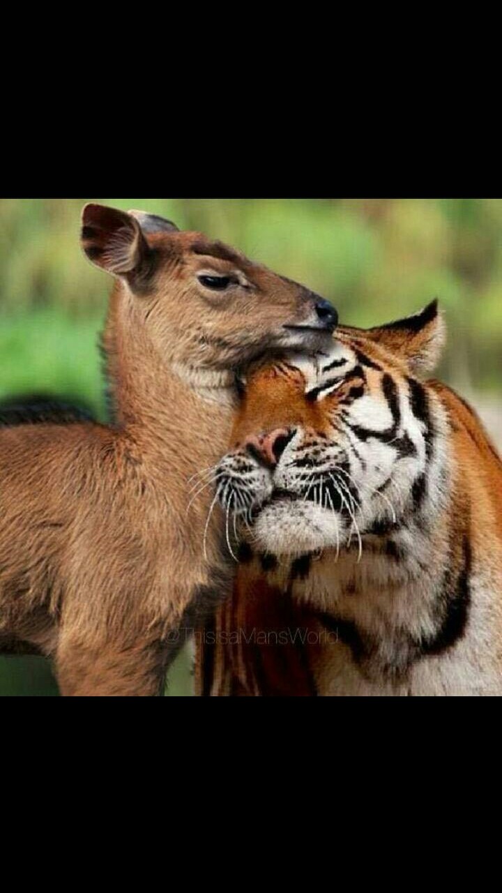 Tiere