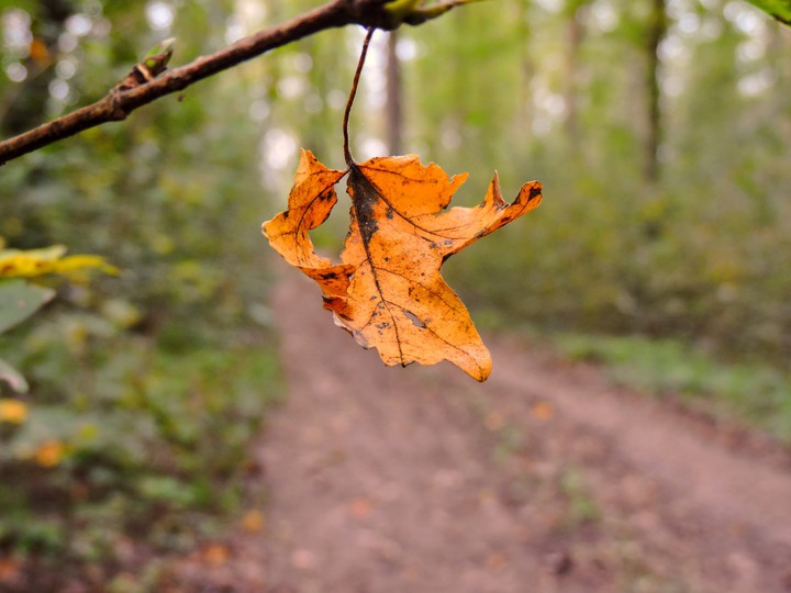 maple