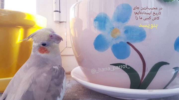 ?hana&flower?