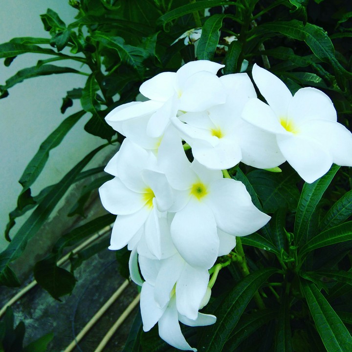 white Flower