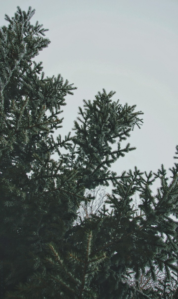 Winter Tree