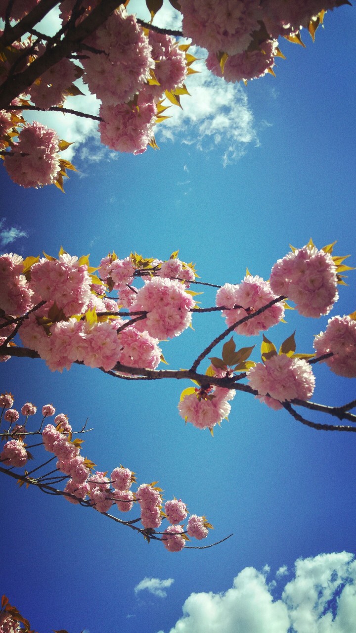 fiori